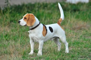 Are Beagles Safe in Cold Weather?