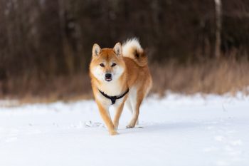 Are Shiba Inu Safe in Cold Weather?