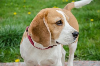 Are Beagles Good with Kids?