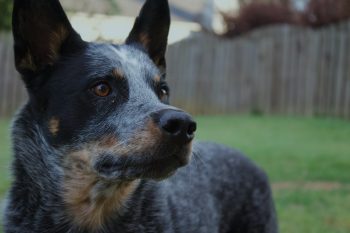 How Much Does a Australian Cattle Dog Bark?