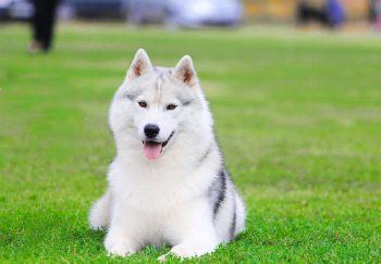 How Often Do You Need a Groom a Huskie