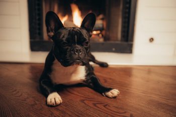 Can a French Bulldog Live in An Apartment?