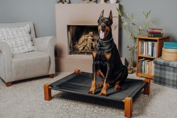 What’s The Best Age to Spay a Female Doberman?