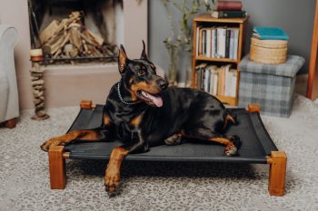 Can a Doberman Live in An Apartment?