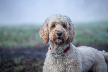 How Much Exercise Does a Labradoodles Need?
