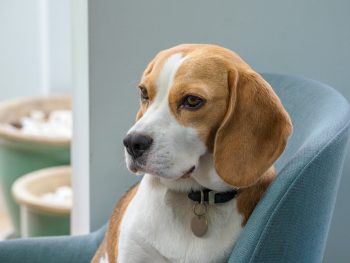 How Much Exercise Does a Beagle Need?