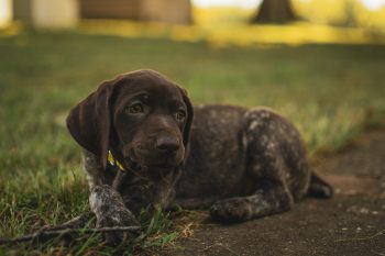 How Often Do You Need a Groom a German Shorthaired Pointer?