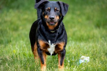 How Often Do You Need a Groom a Rottweiler