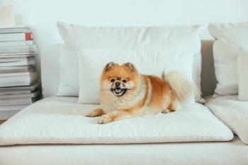 Can a Pomeranian Live in An Apartment?