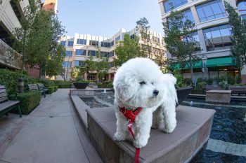 How Much Do You Feed a Bichon Frise