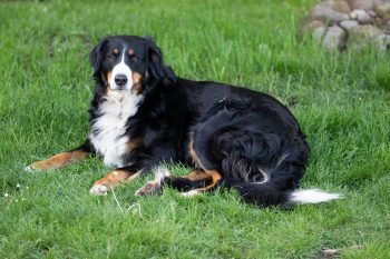 How Much Do You Feed a Bernese Mountain Dog