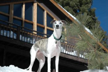 Are Whippets Good with Kids?