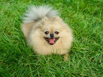 10 Small Dog Breeds with Big Personalities