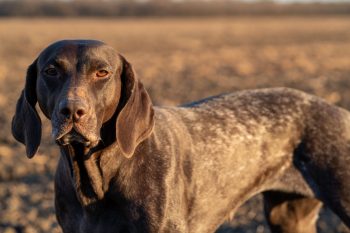 How Much Do You Feed a German Shorthaired Pointer