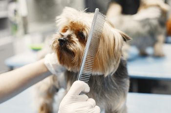 5 Best Dog Brushes for Long Hair