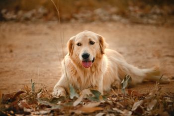 How Much Excercise Does a Golden Retriever Need?