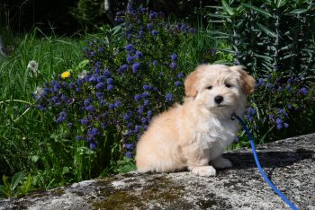 Are Havanese’s Safe in Cold Weather?