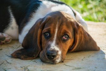 Are Basset Hounds Good with Kids?