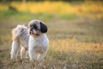 How Much Excercise Does a Shih Tzu Need?