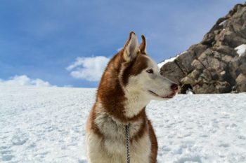 How Much Excercise Does a Husky Need?