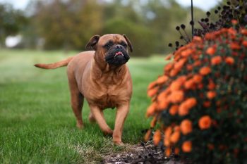 How Much Exercise Does a Bullmastiff Need?