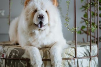 What’s The Best Age to Neuter a Male Chow Chow?