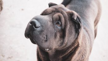 How Much Do You Feed a Shar Pei