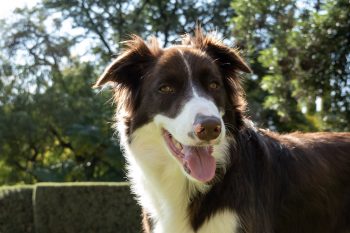 How Much Exercise Does a Border Collie Need?