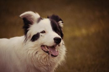 How Much Do You Feed a Border Collie