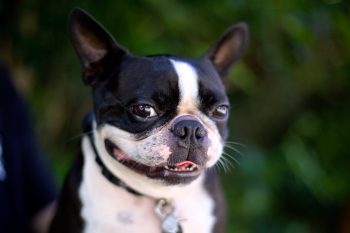How Much Exercise Does a Boston Terrier Need?