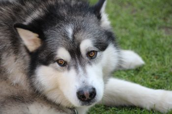 How Much Exercise Does a Alaskan Malamute Need?