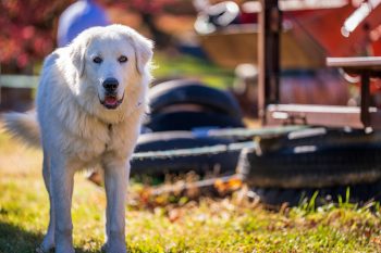 How Much Does a Great Pyrenees Bark?