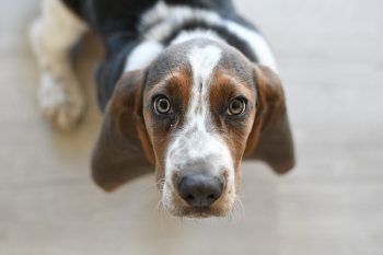 Can a Basset Hound Live in An Apartment?