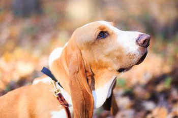 How Much Exercise Does a Basset Hound Need?
