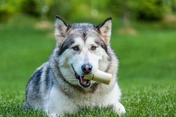 How Much Do You Feed a Alaskan Malamute