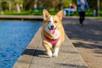 How Much Do You Feed a Corgi