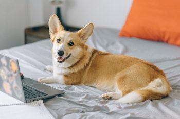 Can a Corgi Live in An Apartment?