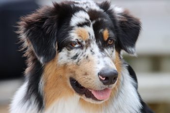 What’s The Best Age to Spay a Female Australian Shepherd?