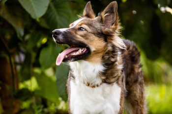 How Much Exercise Does a Australian Shepherd Need?