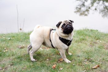 Ideal Diet for Pugs – The Ultimate Pug Feeding Guide