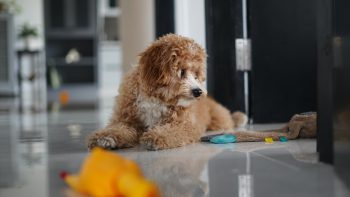 Can a Goldendoodle Live in An Apartment?