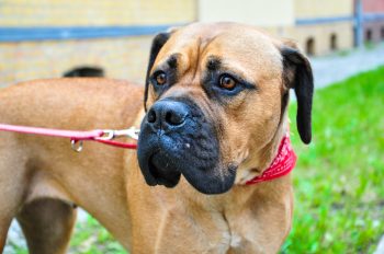 What’s The Best Age to Spay a Female Bullmastiff?