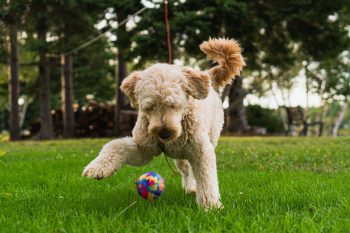 How Much Exercise Does a Goldendoodle Need?