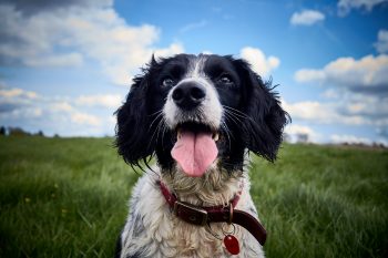 How Often Do You Need a Groom a English Springer Spaniel?