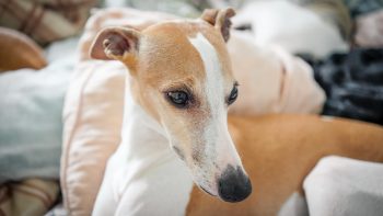 Can a Whippet Live in An Apartment?