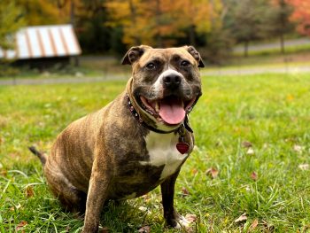 How Often Do You Need a Groom a Staffordshire Bull Terrier