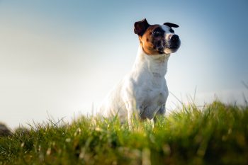 How Often Do You Need a Groom a Jack Russell?