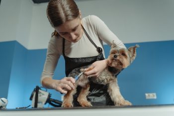 How Often Do You Need a Groom a Schnauzer?