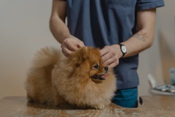 How Often Do You Need a Groom a Pomeranian?