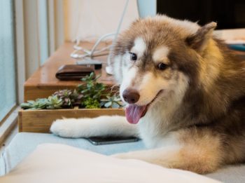 7 Best Dog Brushes for Huskies